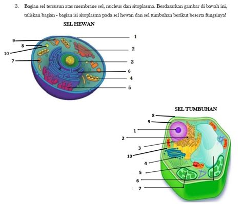 bagian bagian yang menyusun sel tumbuhan