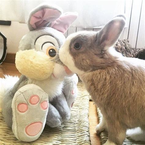 Bunny and his best friend :) | Bunny mom, Bunny, Cute bunny