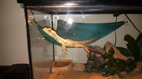 I got my bearded dragon a hammock. I think he likes it. http://ift.tt ...