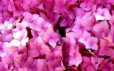 Hydrangea macrophylla ???? ???? Discover the beauty and care tips!