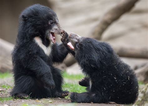 50 Amazing Animal Photos of 2015 | Time