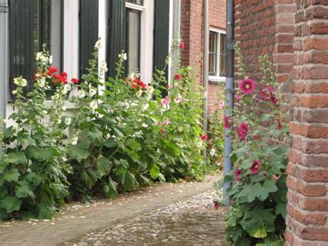 Alcea rosea (Hollyhock, Hollyhocks) | North Carolina Extension Gardener ...