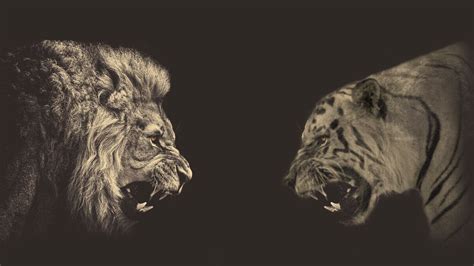 Lion Vs Tiger Wallpapers - Wallpaper Cave