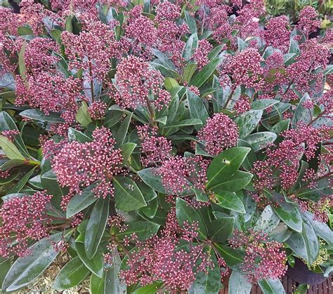 Skimmia japonica 'Rubella' is a small, bushy, evergreen shrub which ...