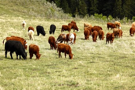 Grazing management: The essence of ranching | Canadian Cattlemen