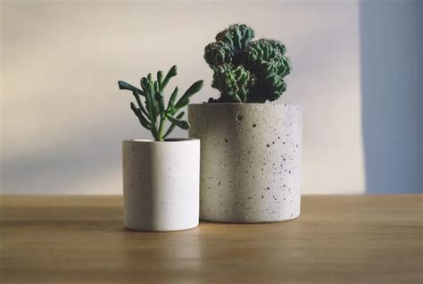 25 Best Succulent Species for Indoors - Succulent Guide