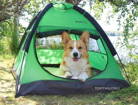 4,785 Likes, 85 Comments - Topi the Corgi (@topithecorgi) on Instagram ...