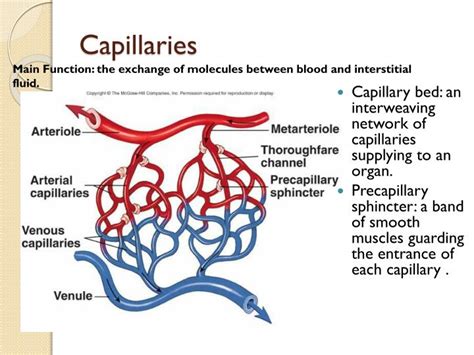 PPT - Blood Flow and Blood Vessels in the Cardiovascular System ...