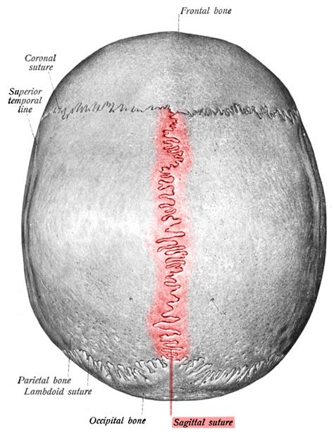 Sagittal suture - Wikipedia