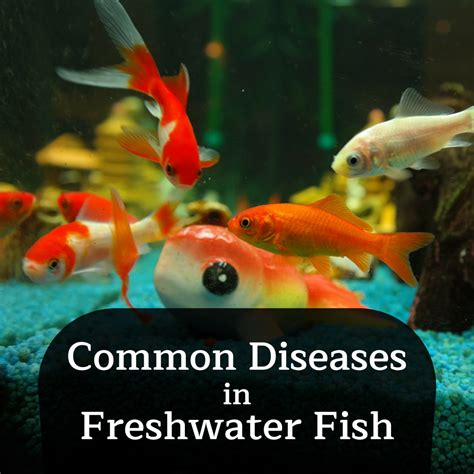 The Signs of Ich and Other Common Freshwater Fish Diseases - PetHelpful