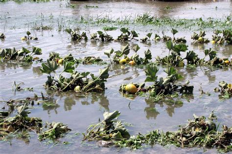 Key to developing flood-resistant crops: Genetically engineering plants ...