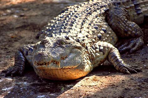 Philippine Crocodile | Animal Database | FANDOM powered by Wikia