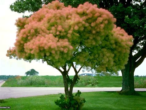 14 Favorite Front Yard Trees | HGTV