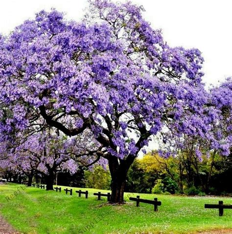 100Pcs Royal Empress Tree Seeds (Paulownia tomentosa), Easy to grow ...