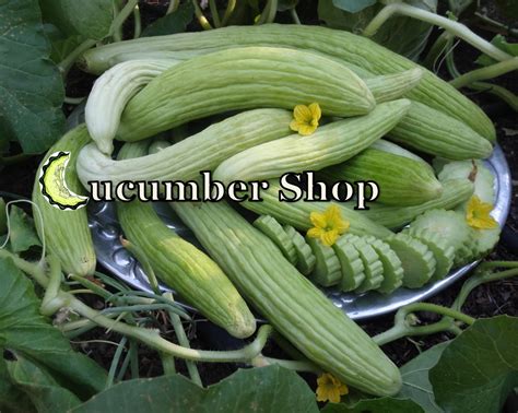 11+ Armenian Cucumber Recipes - ReyhannaElektra