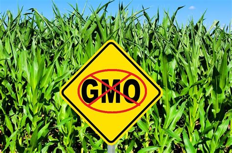 France Bans Monsanto GMO Corn