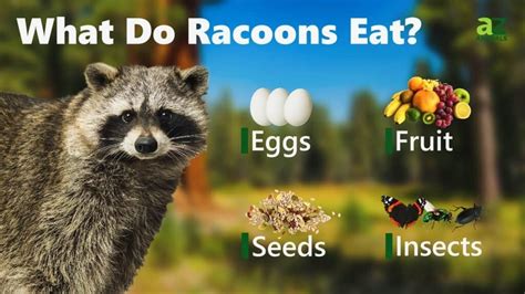 Raccoon Poop: What Does Raccoon Poop Look Like?