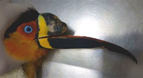 Toucan Gets New Beak With Help From Messaging App