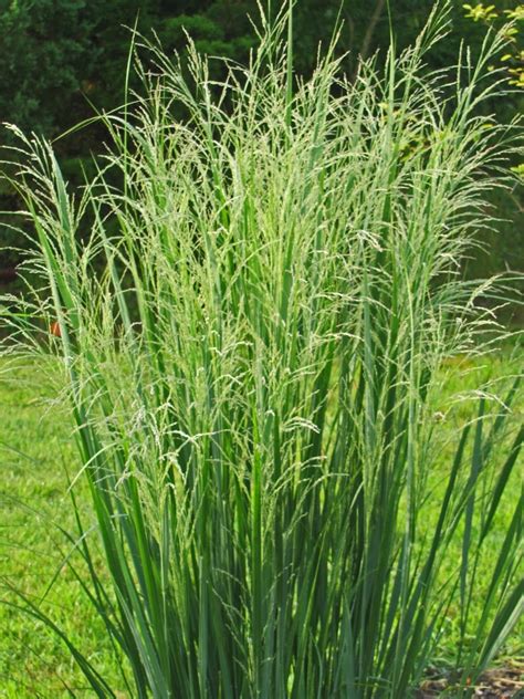 Panicum 'Northwind' - The Obsessive Neurotic Gardener