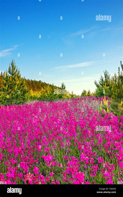 Flower Scenery Photos - Spring Scenery Urban Park With Bench Flower ...