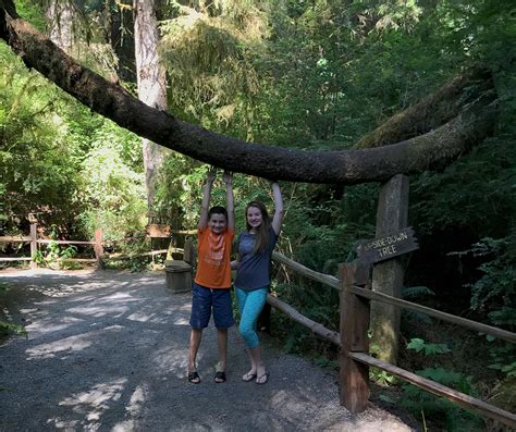 Trees of Mystery In Klamath (With Paul Bunyan And Babe The Blue Ox)