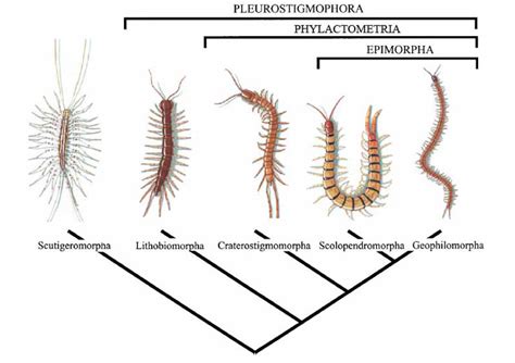 Centipede systematics | Natural History Museum