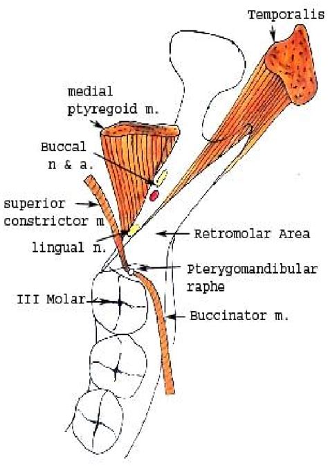 Lateral view of jaw showing relations of Buccal nerve and artery to the ...