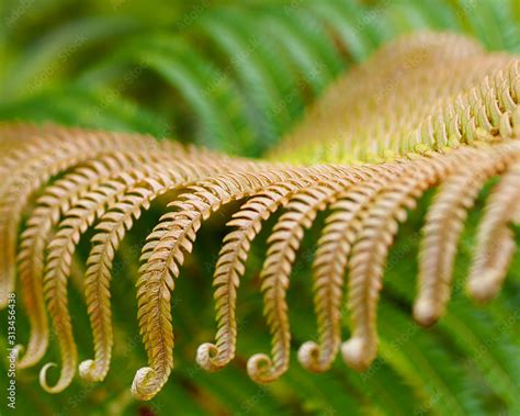 Fun tropical ferns Stock Photo | Adobe Stock