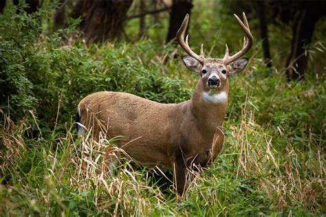 Peak Rut Whitetail Deer Decoy Placement - Montana Decoy