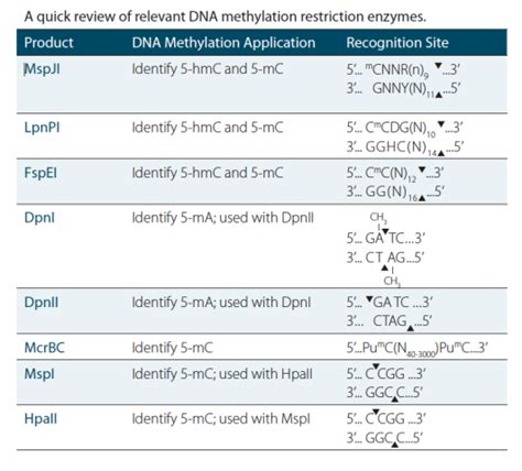 DNA Methylation Enzymes