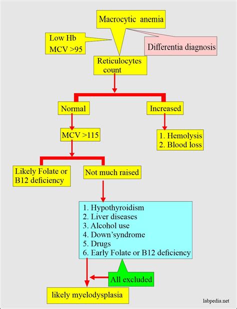 Anemia:- Part 3 - Megaloblastic Anemias, Macrocytic, Vitamin B12 and ...