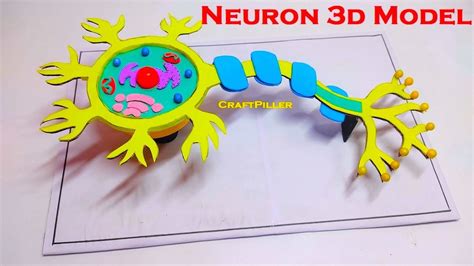 neuron model making(3D) | biology model diy | craftpiller | still model ...