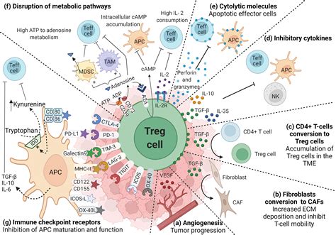 Frontiers | Colorectal Cancer-Infiltrating Regulatory T Cells ...