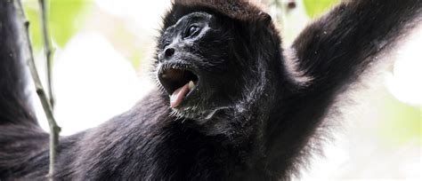 Refuge for the Brown-headed Spider Monkey – Rainforest Trust