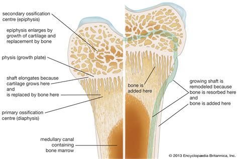 Bone - Structure, Function, Types | Britannica