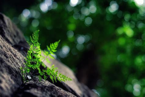 macro, Nature, Plants, Bokeh Wallpapers HD / Desktop and Mobile Backgrounds