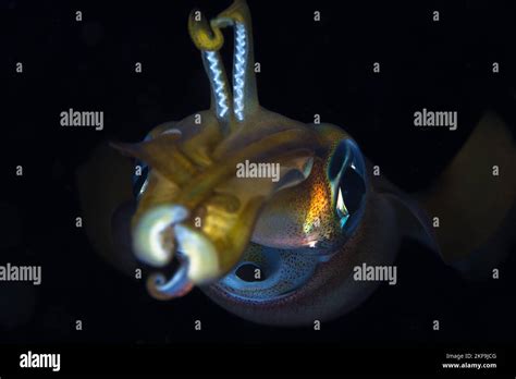 Close up on the face of Squid underwater Stock Photo - Alamy