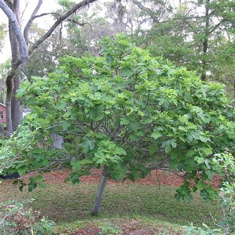 Brown Turkey Fig Tree - 1 Gallon - PlantingTree