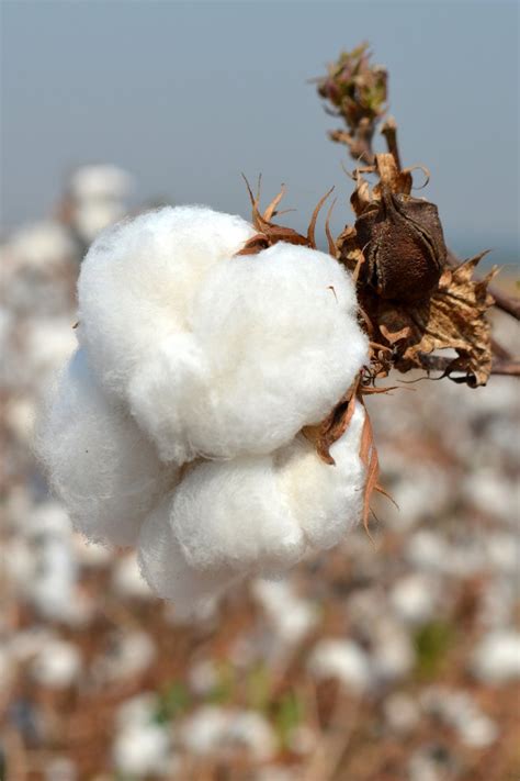 Natural Cotton 2 3 Free Photo Download | FreeImages