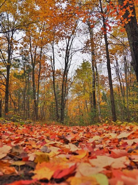 The 7 Best Places to See Fall Colors in Minnesota – HammockLiving