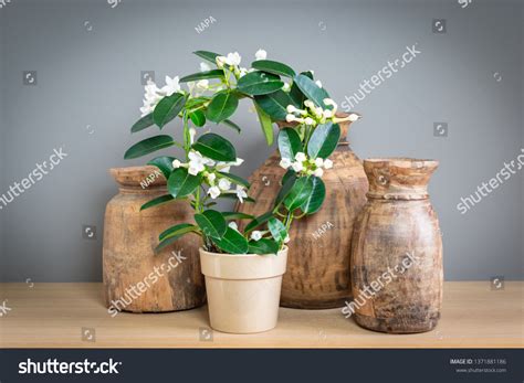 508 Stephanotis floribunda Images, Stock Photos & Vectors | Shutterstock