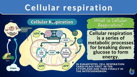 Cellular Respiration Humans Diagram For Kids