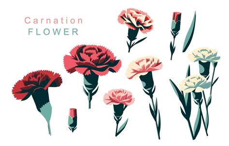 carnation object element.use for mother's day design 45658960 Vector ...