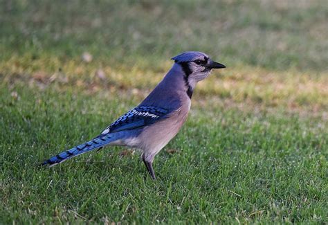 A Blue Jay in Texas. Blue Jay, Flying, Texas, Creatures, Birds, Animals ...