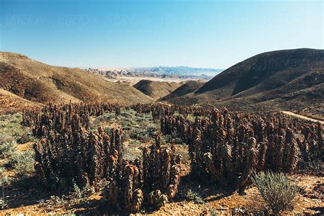 "Desert Succulents Landscape" by Stocksy Contributor "Juno" - Stocksy