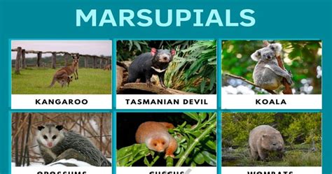 Marsupials | List of Marsupials and Amazing Facts about Them • 7ESL