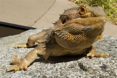 Bearded Dragon | Wildlife Images Rehabilitation and Education Center