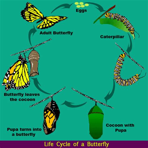 Life Cycle of a Butterfly | Science Lessons for Kids | The K8 School