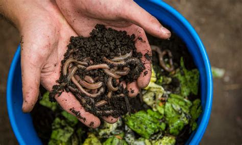 Composting with Worms :: Sustainability Studies Program | The ...