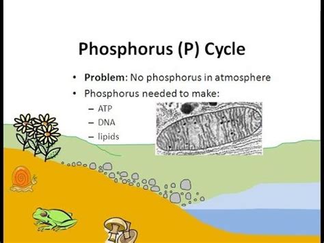 Importance Of Phosphorus Cycle